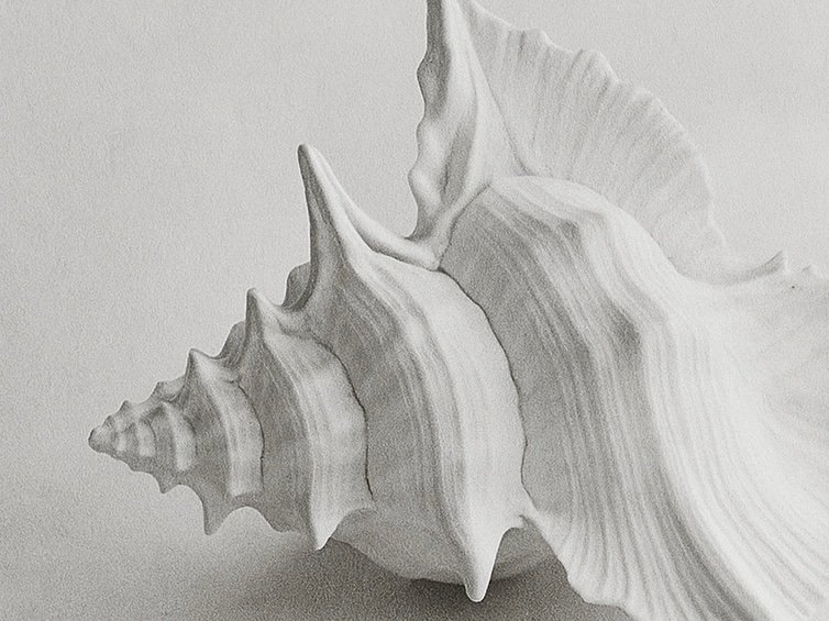 monochrome close-up seashell on a light background