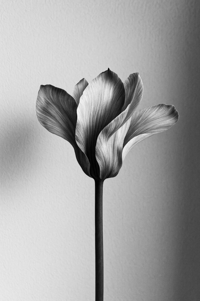 black and white flower with soft light and delicate texture
