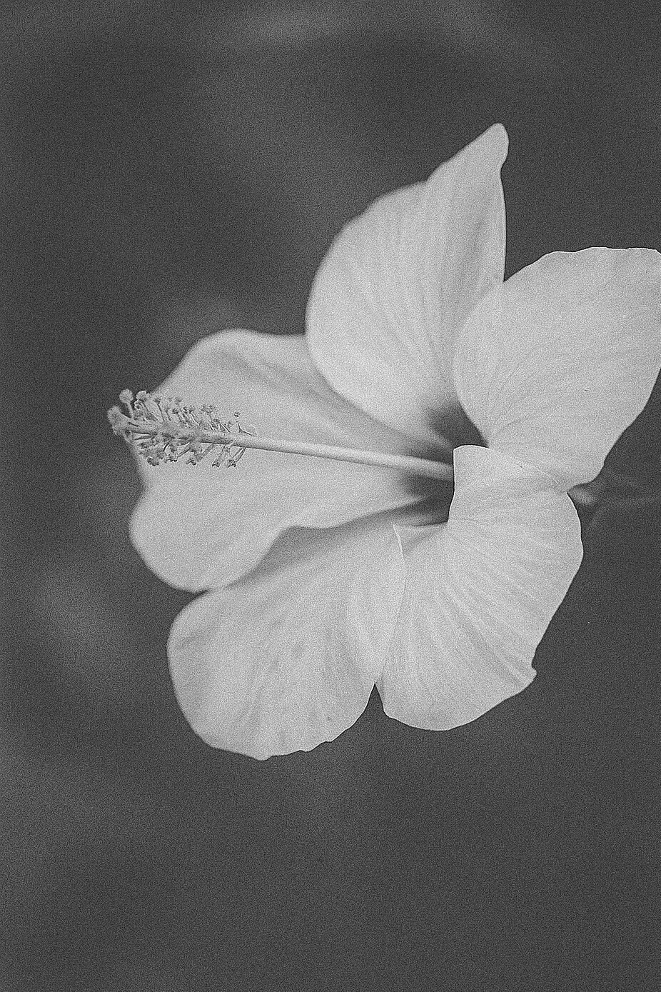 black and white close-up of a flower on a dark background
